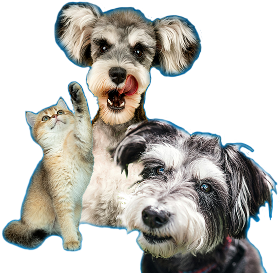 Img Dogs y cats