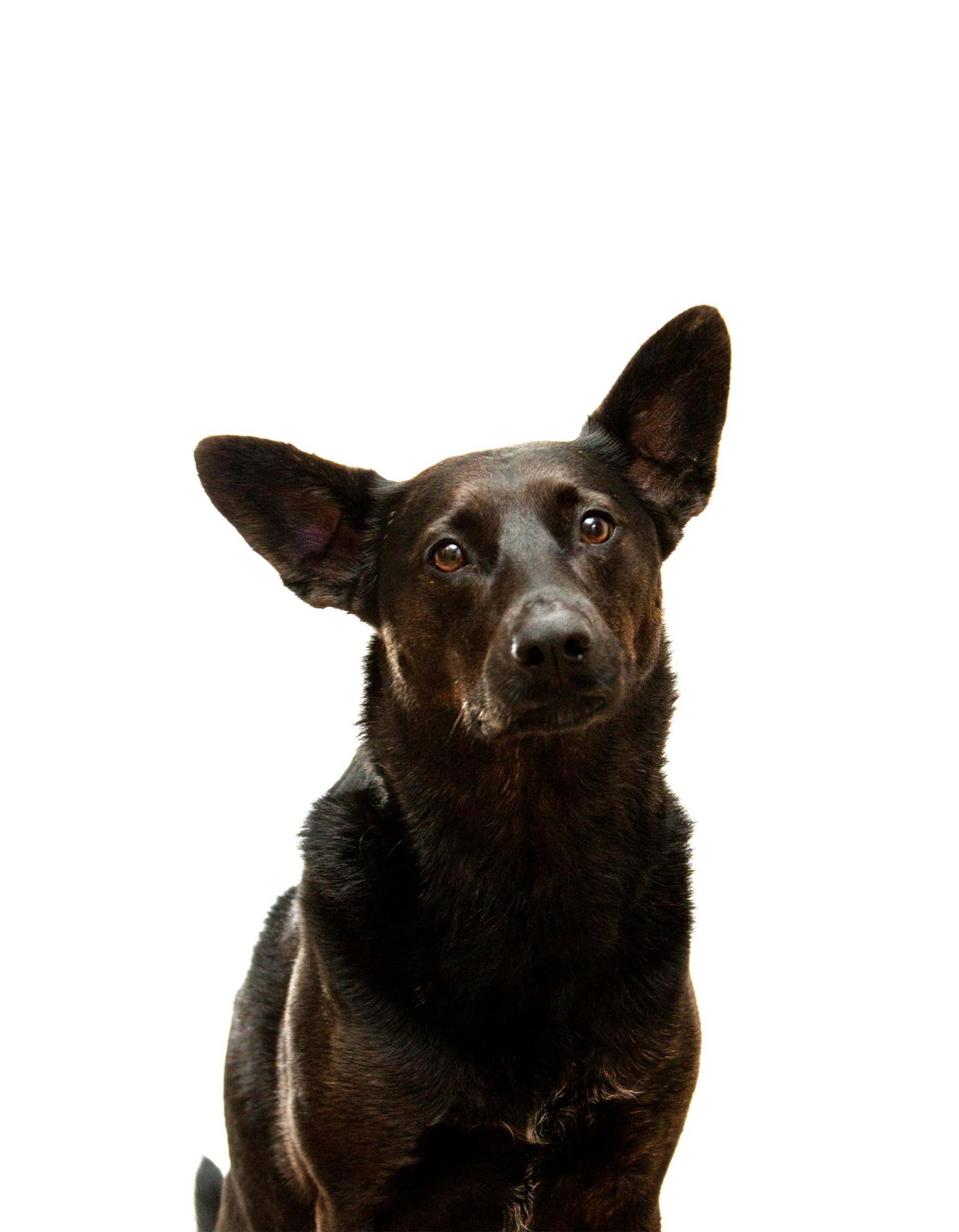 Perro ADN Huella Genética