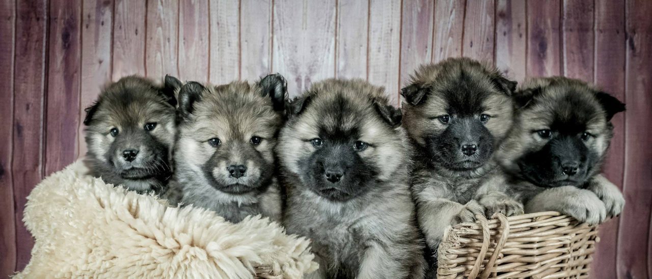 Cachorros