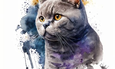 Pack genético British shorthair - test veterinario Dr. Barba