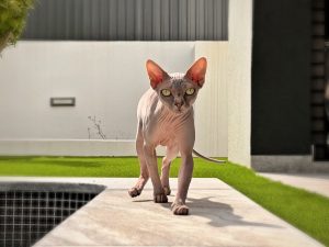 Pack genético Sphynx - test veterinario Dr. Barba
