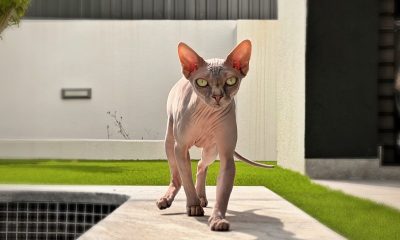 Pack genético Sphynx - test veterinario Dr. Barba