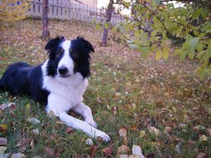 Pack genético Border collie - test veterinario Dr. Barba