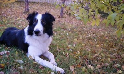 Pack genético Border collie - test veterinario Dr. Barba