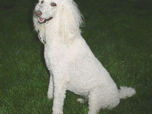 Pack genético Caniche - test veterinario Dr. Barba