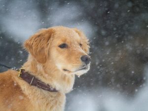 Pack genético Golden Retriever - test veterinario Dr. Barba