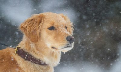 Pack genético Golden Retriever - test veterinario Dr. Barba