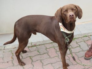 Pack genético Labrador Retriever - test veterinario Dr. Barba
