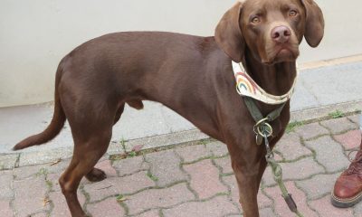 Pack genético Labrador Retriever - test veterinario Dr. Barba