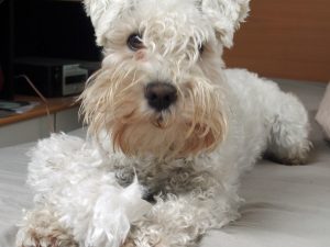 Pack genético Schnauzer miniatura - test veterinario Dr. Barba