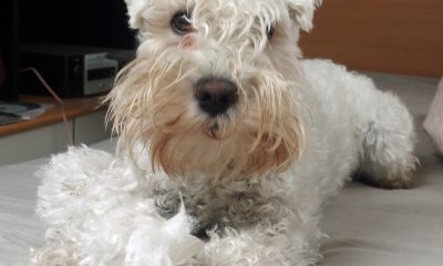 Pack genético Schnauzer miniatura - test veterinario Dr. Barba