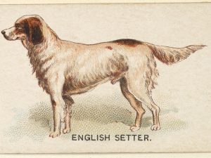 Pack genético Setter inglés - test veterinario Dr. Barba