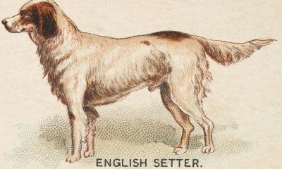 Pack genético Setter inglés - test veterinario Dr. Barba
