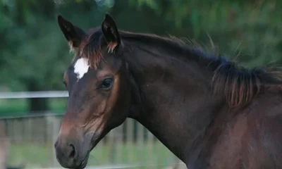 Pack equino, caballos de sangre templada (WFFS, PSSM)
