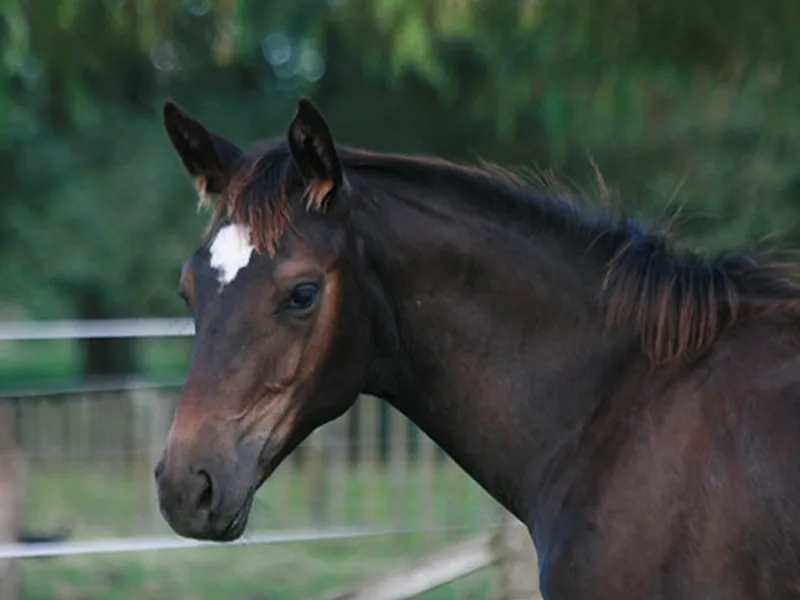 Pack equino, caballos de sangre templada (WFFS, PSSM)