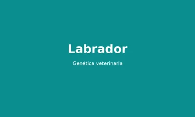 Pack genético labrador-retriever_800 - test genético veterinario